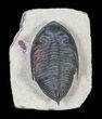 Detailed Zlichovaspis Trilobite - Atchana, Morocco #63378-4